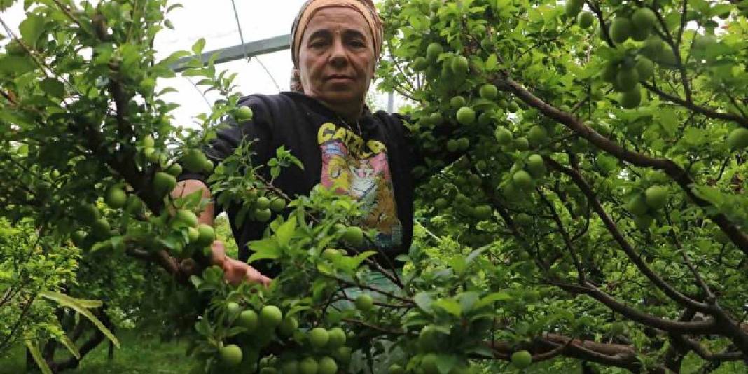 Hatay’daki üretimin ürünleri sınırları aşıyor: Kilosu 500 TL’den tüm dünya yiyor 4